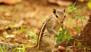 Squirrel