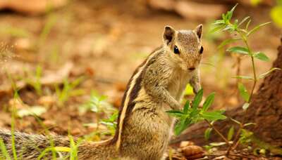 Squirrel