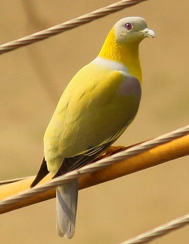 Green-Pigeon