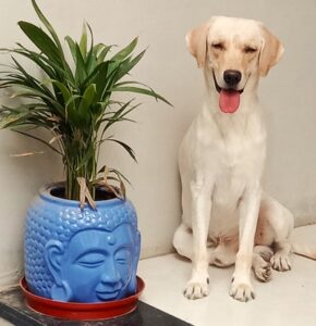 Rustum-A-Dog-Friend